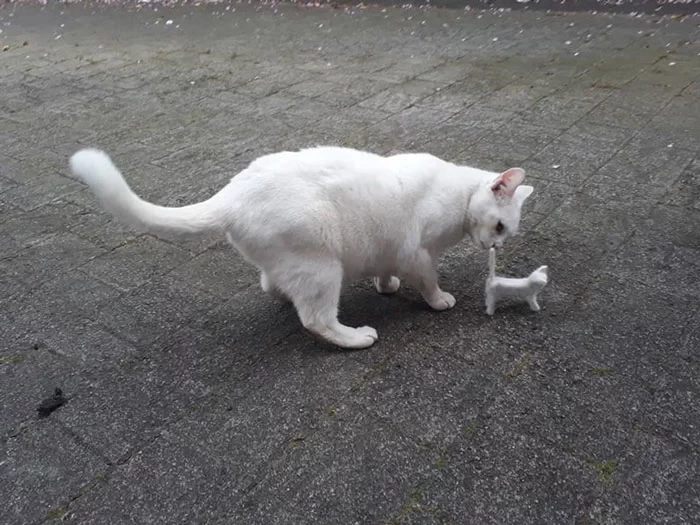 This cat is also suspicious of its likeness.