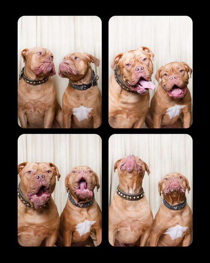 16. Boxers Making Faces