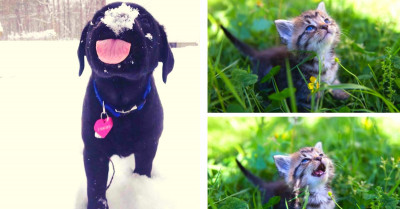 These Adorable Pets Experience Something New for the First Time and Have Hilarious Reactions