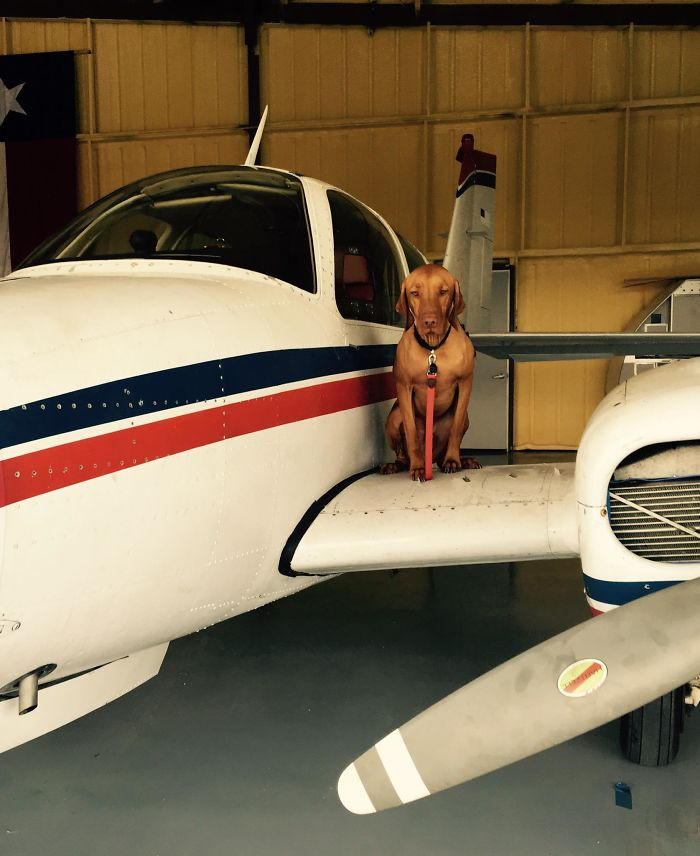 AJ is a pilot and sometimes takes Murray with him to soar in the sky.