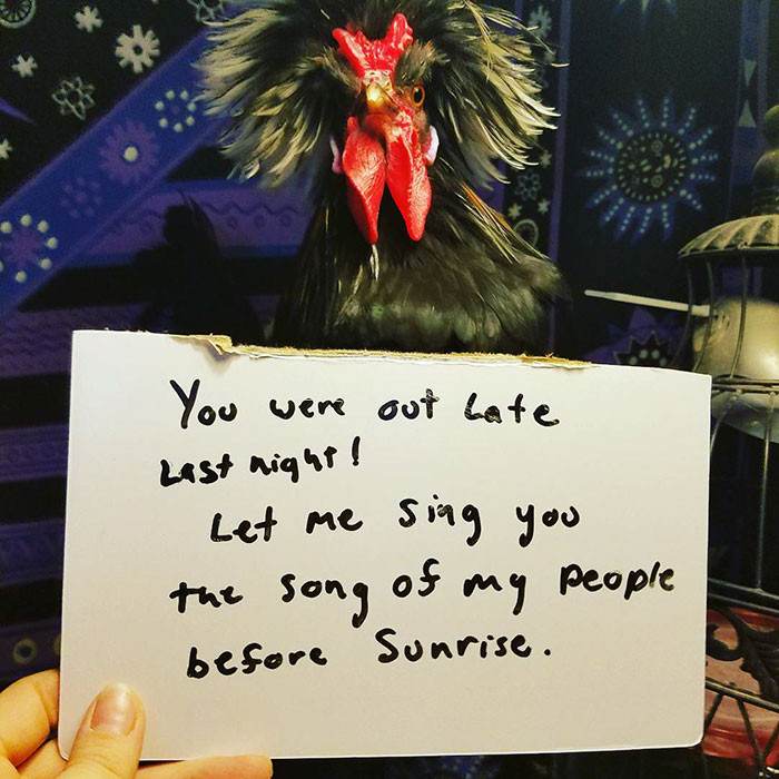 11. A Little Backstory: The Rooster Normally Sleeps In Until 8:00-8:30, BUT NOT TODAY