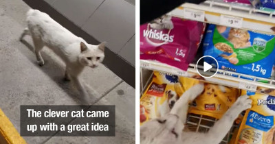 Stray Cat Cleverly Ushers Random People To The Cat Food Section Of A Store Then Shows Them His Favorite Treats