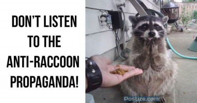 We Bet That By The End Of This Post You Won't Be Able To Deny That You Actually Love Raccoons