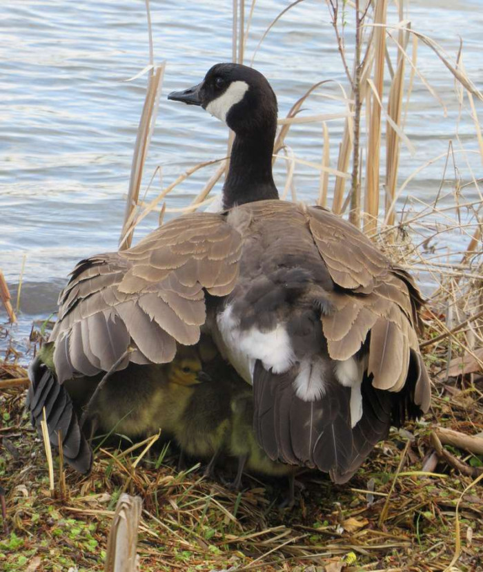 He counted 16 fluffy babies as they started to crawl under the mother goose's feathers to go to sleep for the night.