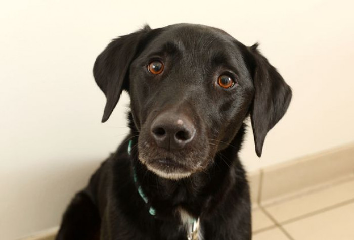 Marley Was Really Hungry (Labradors Are Always Hungry)