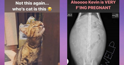 Hilarious Cat Surprised This Woman With An Unexpected Pregnancy