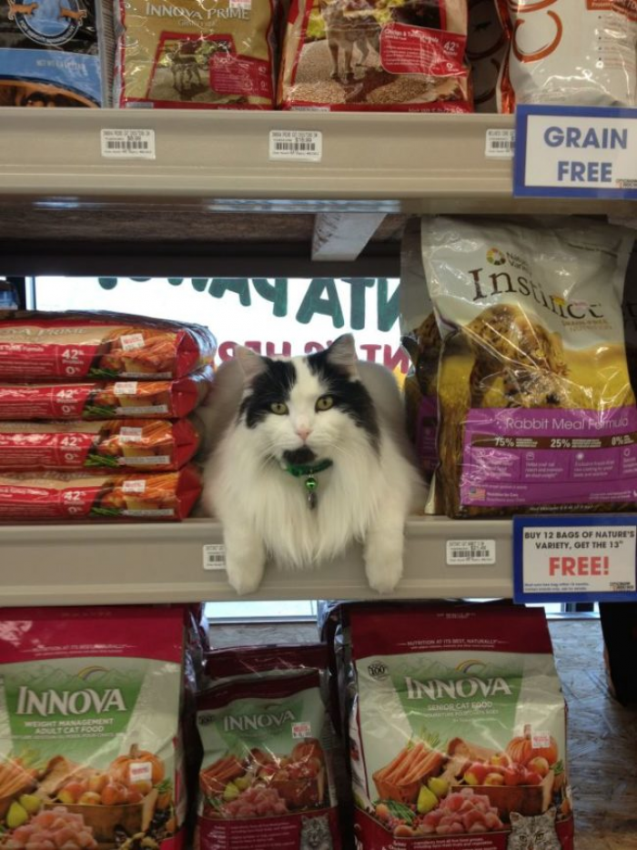 17. This cat would rather have a career in retail than laze around under the hot sun.