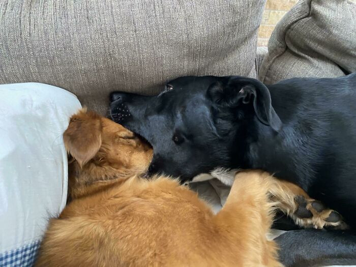 37. "How My Dogs Prefer To Nap..."