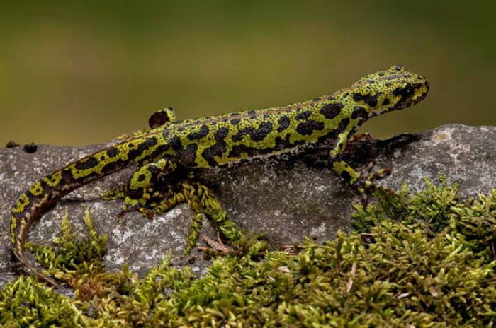 13. Marbled newts