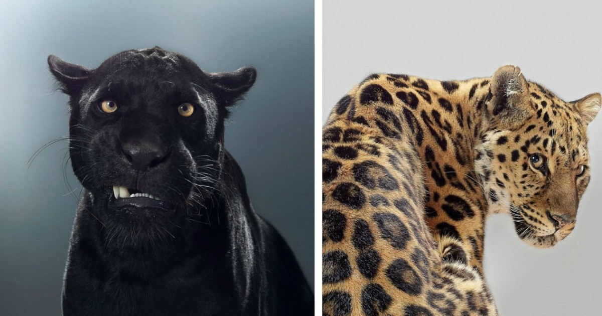 Stunning Big Cat Portraits Reveal The Incredible Purrsonalities of Enormous Predators