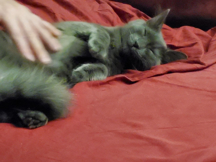 Reddit comment celebrating cat tax, reassuring readers after awkward experience