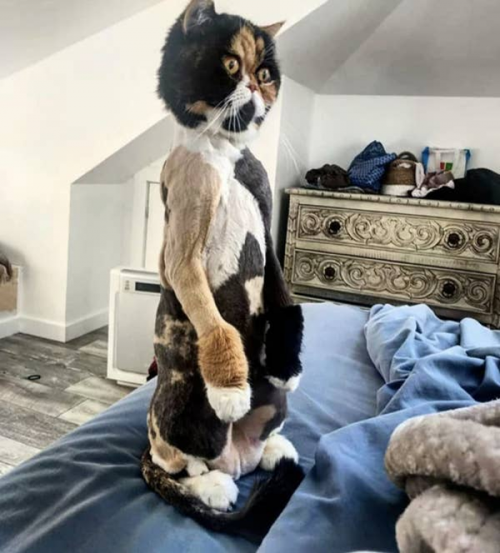 5. This cat looks very disappointed…