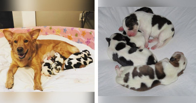 Mama Doggo Utterly Bamboozled As To Why Her Puppers Look Nothing Like Her