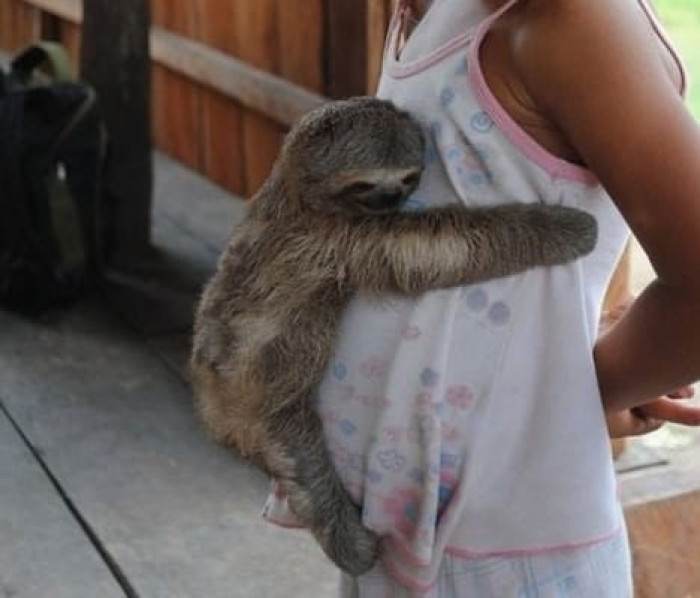 7. Sloths love making new friends.