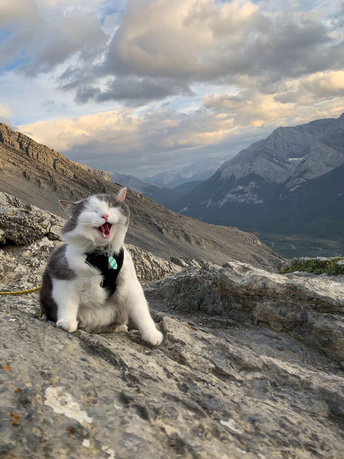 11. Meowtaimber