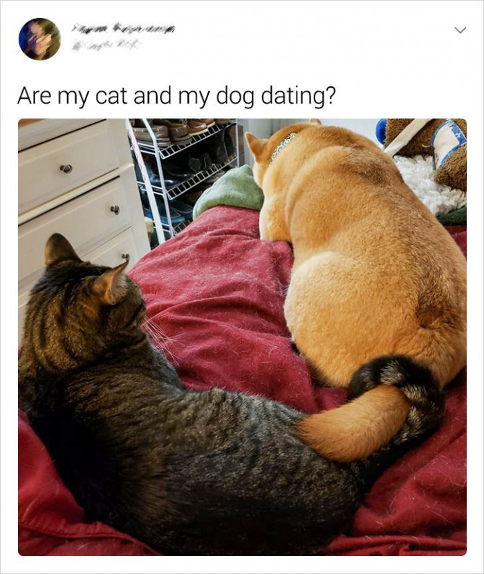 13. The cat and the dog have a secret relationship.