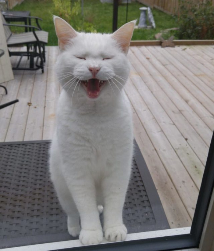 Close-up of cat’s face near the door, waiting to be let in