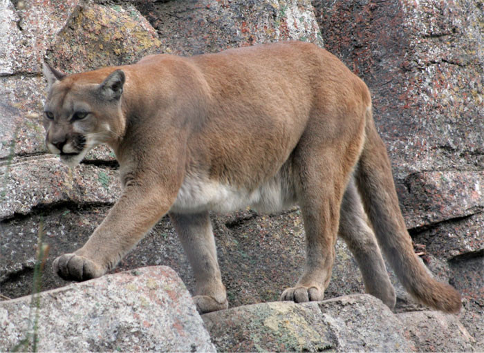 1. Mountain Lions are scary. 