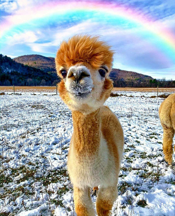 joyful journey alpacas photos