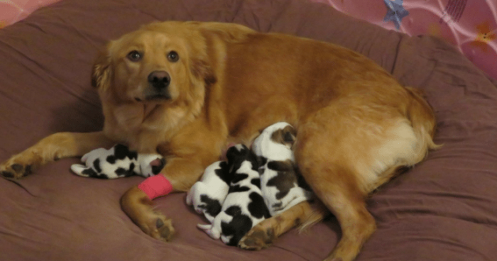 The look of confusion on Rosie's face is incredible.