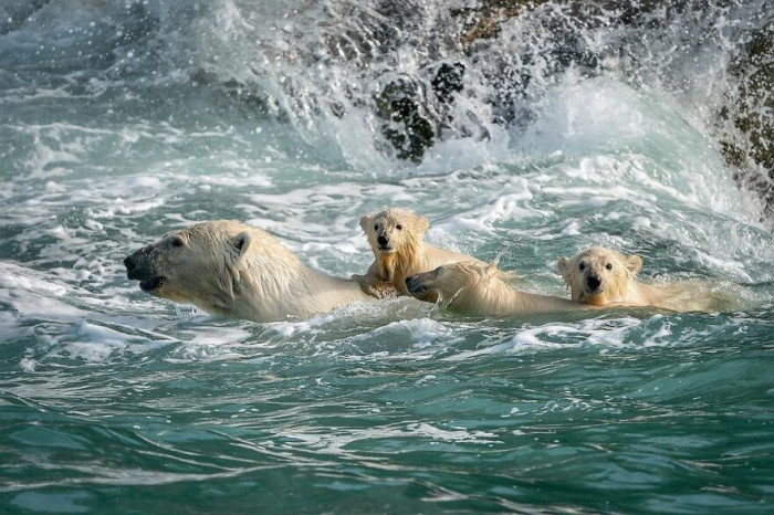 Dmitry also captured some photos of these polar bears enjoying a more natural habitat for them.
