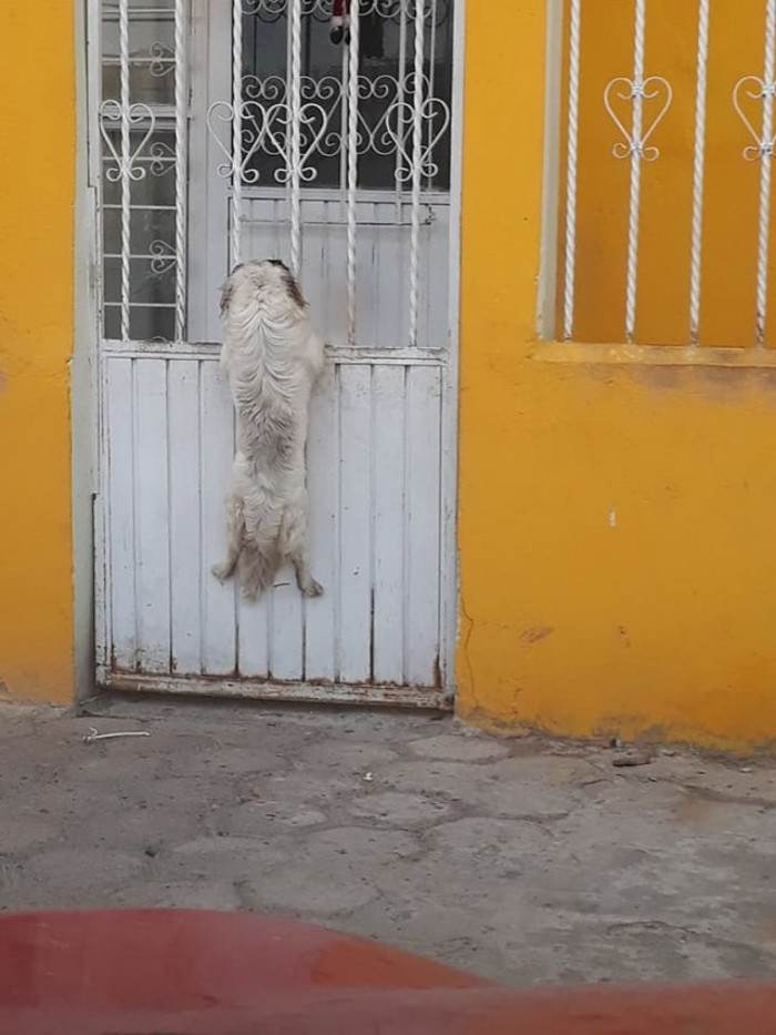 Tiny white dog holds gate bars while German shepherd hugs nearby.