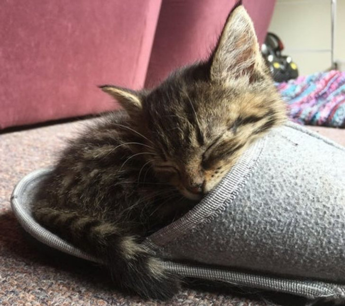 16. “If I fits, I sleeps in slips.”