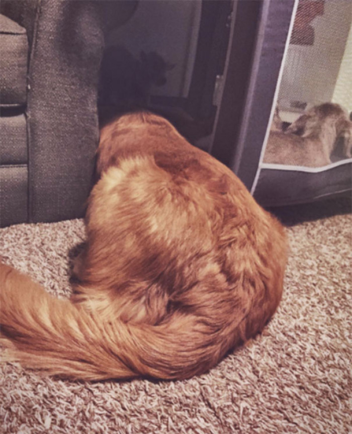 Their favorite activities are snuggling, sleeping, and chasing each other.
