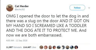 The Absolute Funniest And Sweetest Dog Tweets of 2018