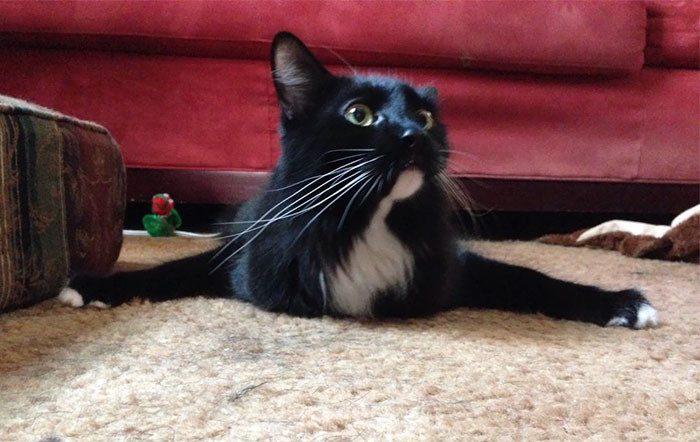 29. "My cat sits like this when he gets excited."