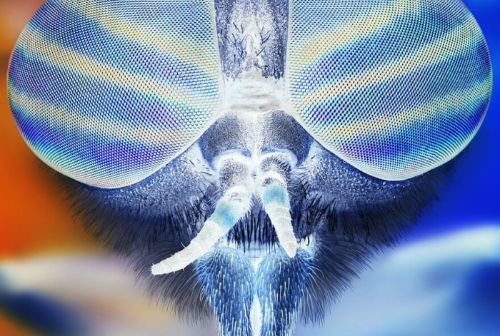 17. Creatures From Another Dimension. 1st Place, Science, Professional