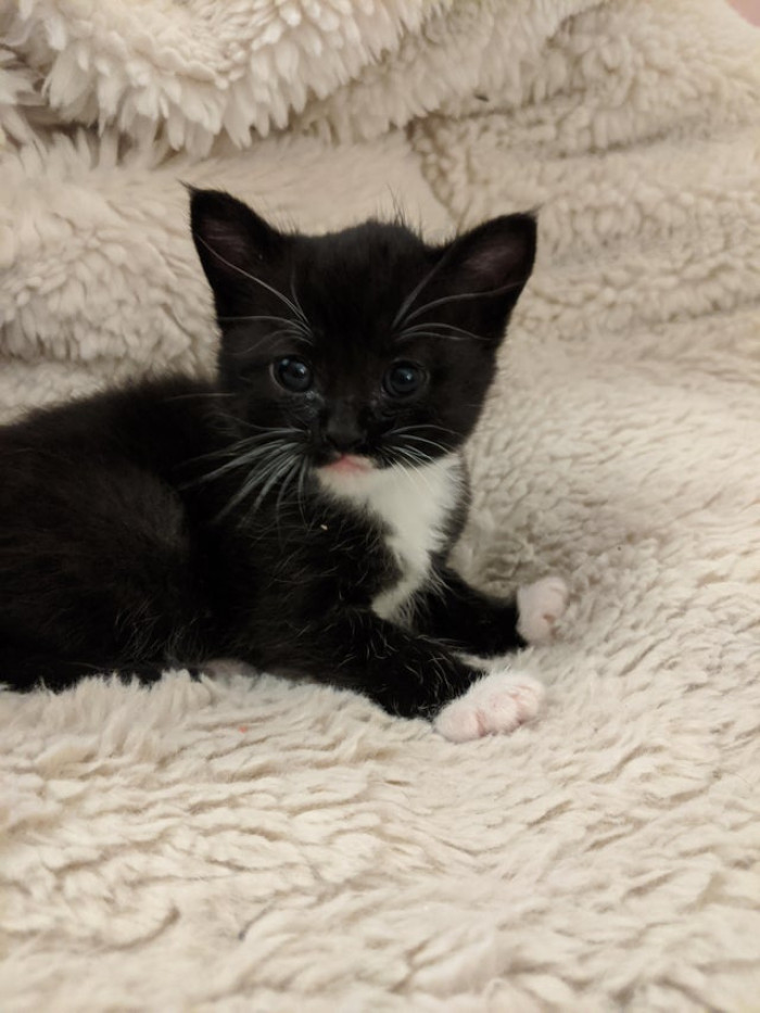 The purr-fect name doesn't exi...