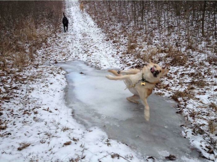 22. What’s Da Dog Doing? Careful, human, it's very slippery!