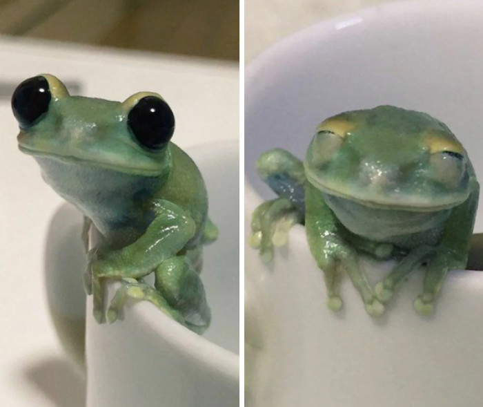 4. The happiest froggo 