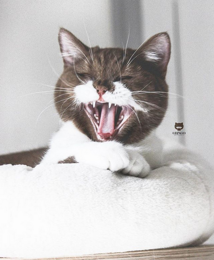 Gringo the moustache cat posing, fluffy fur and distinctive whisker markings