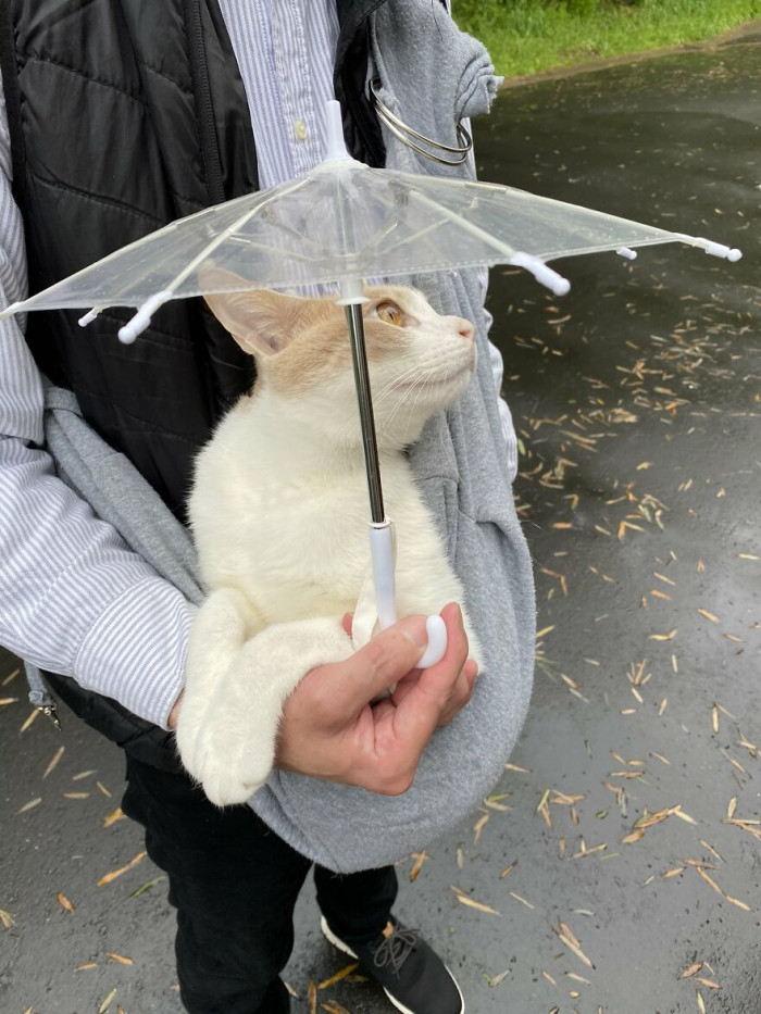 His owner brings Miru-chan's umbrella during rainy-day walks.