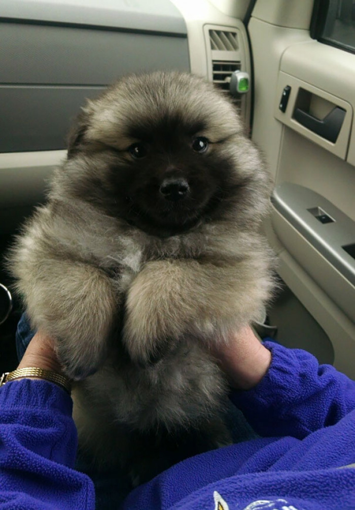 #12 WHAT IS THIS?! A Keeshond mixed with an American Eskimo, SHUT THE FRONT DOOR!