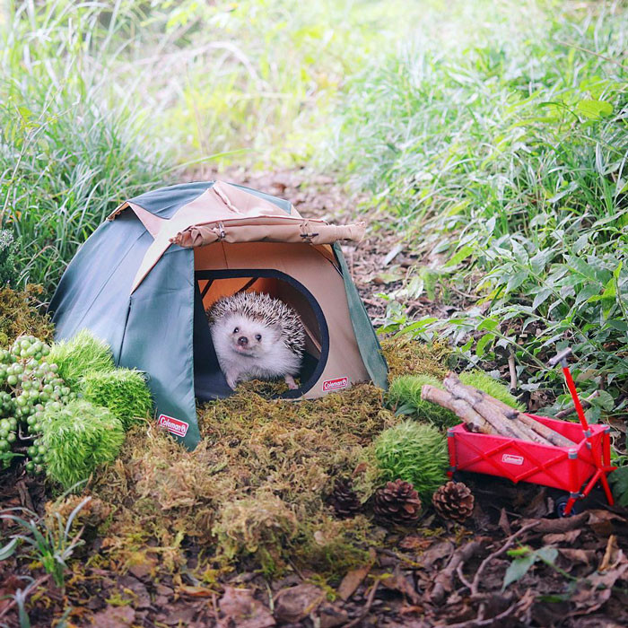 #22 A little hedgehog camp