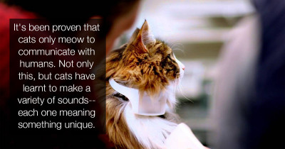 This Cat Collar Translates Meows Into Human Words So You Can Finally Understand What Your Cat Is Trying to Tell You