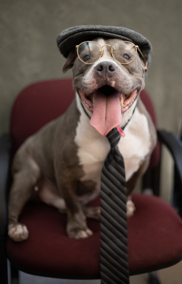 4. Meatball - Isn't He a Gentleman?!