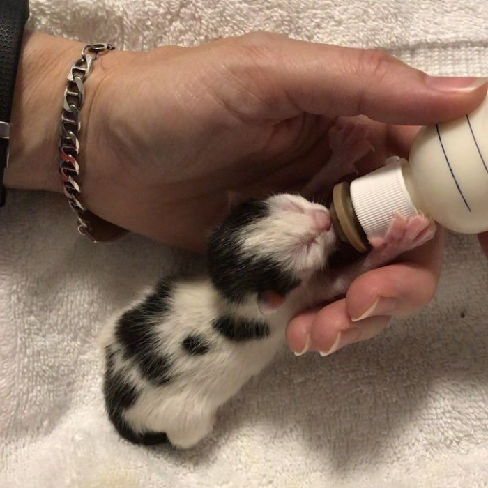 Three gray and white kittens cuddled together in a cozy foster home