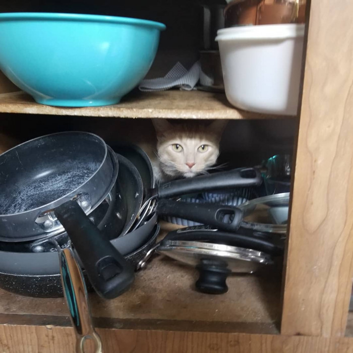 Hiding amongst the pans