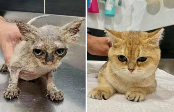 6. This tiny kitten was infested with fungus before a vet helped arrange the best possible treatment to transform the kitten into a fluffy, precious puss.