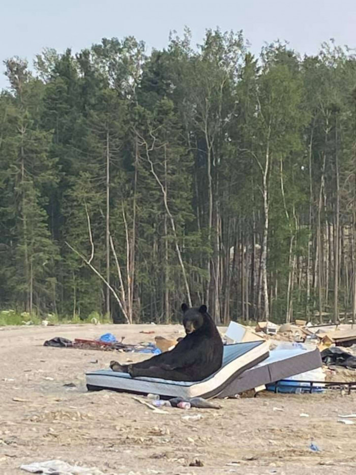 As Mamakwa was pulling into the landfill area, she saw a random bear.
