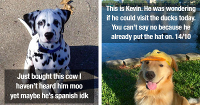 These Dogs Are Incredibly Cute