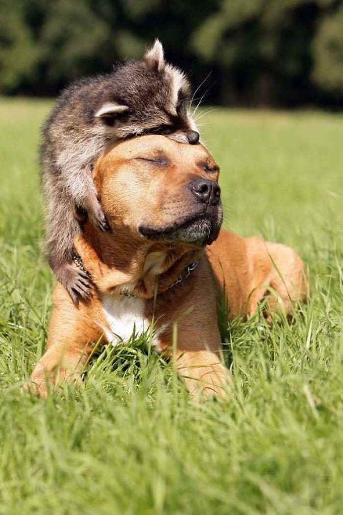 42. Dog And Raccoon Friendship