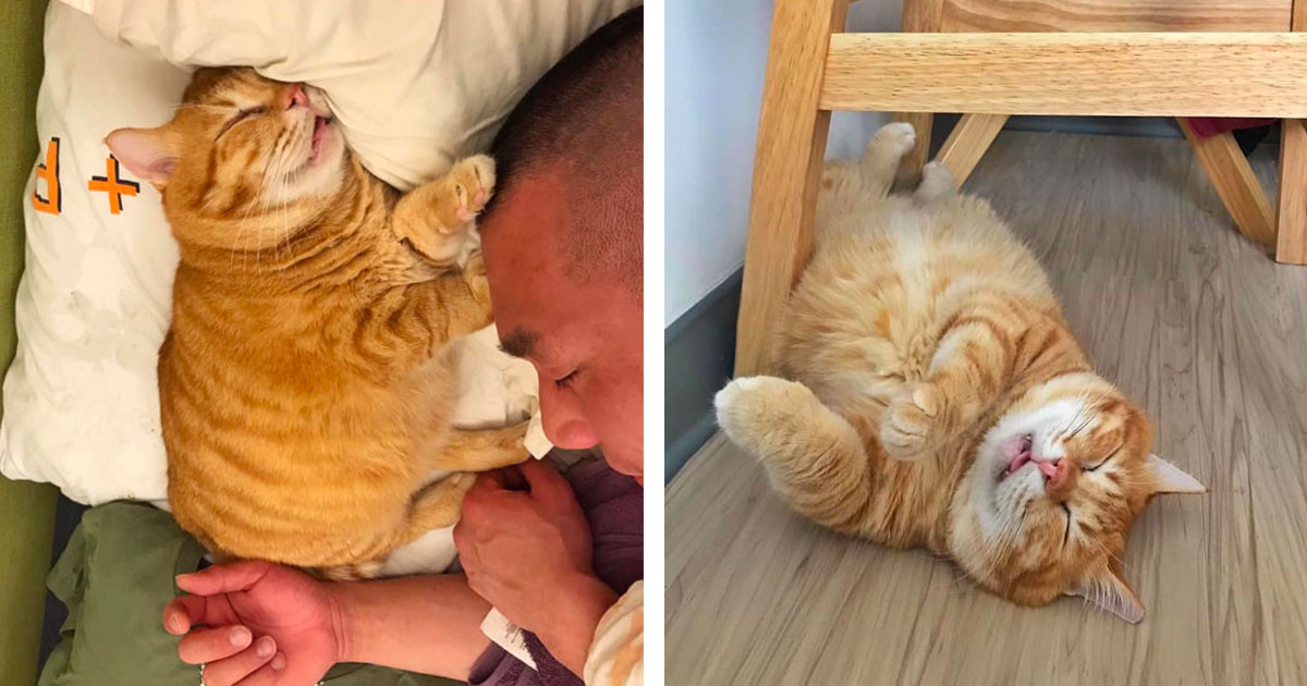 Pawsitively Adorable Photos Of Perpetually Tired, Chonky Catto Are All