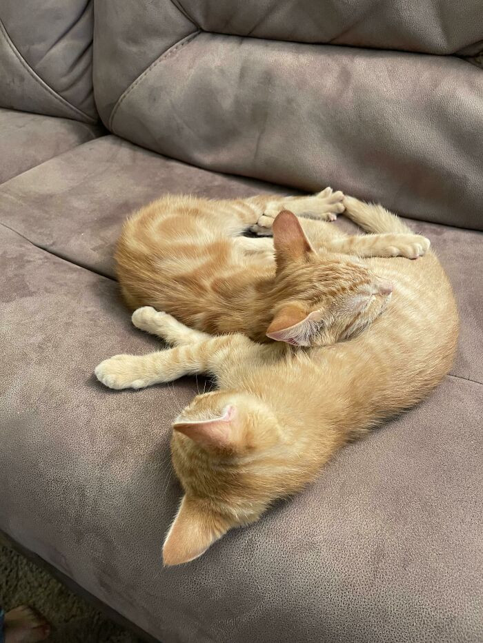 3. Keeping siblings together is so beautiful