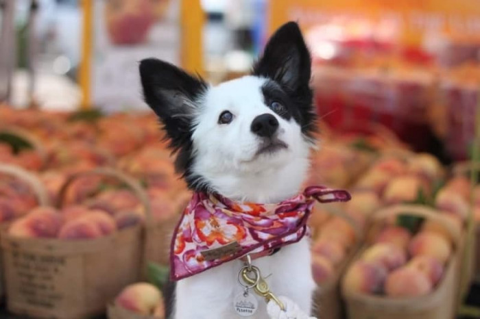 Enjoying her trip to the farmers' market.