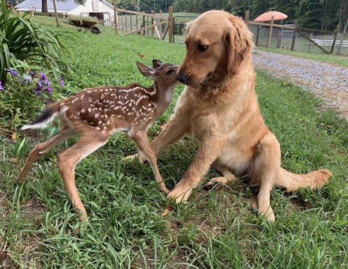 10. Inter-Species Puppers